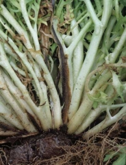 En este tipo de ensalada, primero se altera la hoja frágil y poco alargada, quedando aparentemente intacta la vena principal. El tejido enfermo inicialmente adquiere un tinte beige. <b>