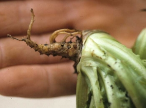 Esta planta joven atacada temprano por <b> <i> Thanatephorus cucumeris </i> </b> (<i> Rhizoctonia solani </i>, "damping-off") no murió prematuramente. Tiene un sistema de raíces bastante reducido; muchas raíces y raicillas no se formaron o desaparecieron después de volverse pardas y necrosis. 