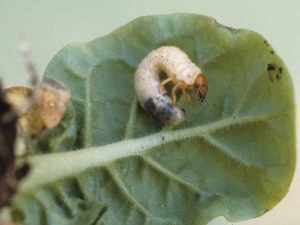 Larva de <b> gusano blanco </b>. 