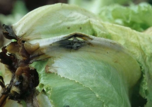 Las bacterias a veces atacan la vena principal de las hojas inferiores. Las alteraciones localizadas o extensas son claramente visibles. Son húmedos, de color marrón a negro. <b> <i> Pectobacterium carotovorum </i> subsp. <i> carotovorum </i> </b>