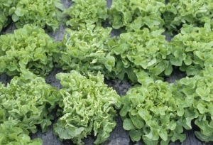 Los efectos de <b><i>Mirafiori lettuce big-vein virus</i></b>
(MLBVV) en lechuga de "hoja de roble" son bastante sorprendentes.  En las plantas infectadas con virus, muchas hojas son más estrechas y sus hojas se enrollan en el borde.  Le dan a las plantas un hábito particular que contrasta con el de las plantas sanas vecinas.