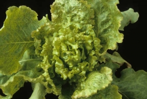 Muchas de las hojas del corazón de esta lechuga están muy ampolladas y en relieve... (<b><i>Lettuce mosaic virus</i></b>, LMV)