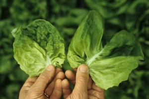La apariencia más amplia y el engrosamiento de las venas inducido por la  <b><i>Mirafiori lettuce big-vein virus</i></b>
(MLBVV), son en parte responsables del aspecto fuertemente ampollado de la hoja de lechuga ubicada a la izquierda.
