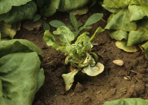 El enrollamiento del limbo es a veces muy importante; el tamaño y el hábito de la planta se modifican considerablemente. <b> Anomalía genética </b> 