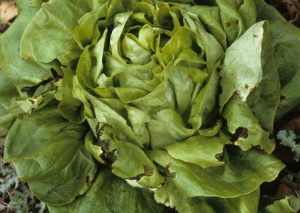 Varias hojas de esta lechuga tienen los bordes cortados de forma anormal, esto después de que los tejidos han tomado un color marrón a negro y se han licuado.  <b> Bacteriosis </b>