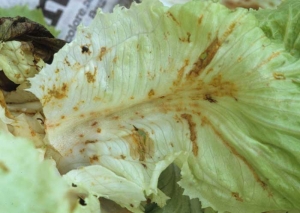 La hoja de esta hoja se muerde más o menos profundamente en varios lugares.  Los tejidos expuestos al aire se oxidan y adquieren un tinte anaranjado.  También hay algunos agujeros irregulares.  <b> Daño por balas </b>