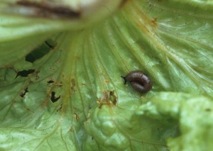 La observación cuidadosa de las plantas o de su entorno inmediato puede detectar las babosas culpables.
<b> Daño por balas </b> 