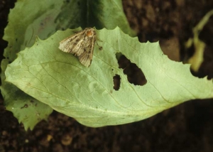 La hoja de algunas hojas de esta lechuga está perforada y, a veces, cortada en el borde.  <b> Daño por polilla </b>