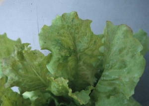 Además de las aclaraciones nerviosas, el limbo, ligeramente moteado y clorótico, muestra localmente una "banda venosa" localizada.<b> (<i>Lettuce mosaic virus</i></b>, LMV)