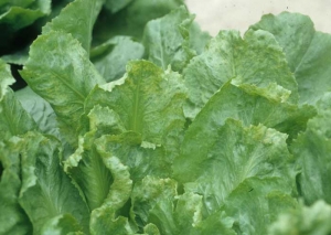 Las achicorias también se ven afectadas;  esta escarola muestra un mosaico bastante intenso. <b><i>Dandelion yellow mosaic virus</i></b>, DaYMV.