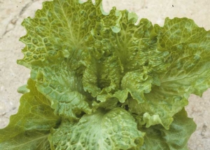 Varias hojas de esta ensalada muestran venas que parecen más anchas de lo habitual. <b><i>Mirafiori lettuce big-vein virus</i></b>
(MLBVV).