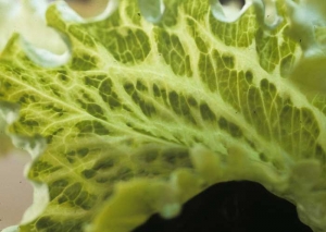 Eventualmente, grandes bandas de tejido que bordean las venas se ven afectadas, lo que le da a la hoja su apariencia de "venas grandes". <b><i>Mirafiori lettuce big-vein virus</i></b>
(MLBVV).