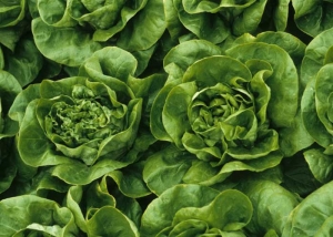 Las plantas afectadas tienen un hábito bastante atormentado que contrasta con el de las plantas sanas vecinas.<b><i>Mirafiori lettuce big-vein virus</i></b>
(MLBVV).