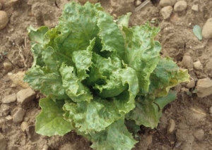 Se está formando un mosaico necrótico en esta lechuga joven afectada por el <b><i>Endive necrotic mosaic virus</i></b>, ENMV.