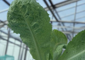 En esta hoja de lechuga, podemos ver claramente numerosas manchas necróticas por transparencia. <b><i>Endive necrotic mosaic virus</i></b>, ENMV.