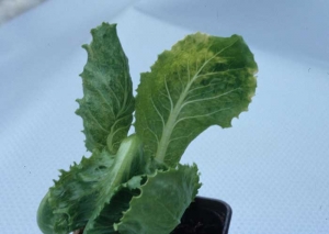 Esta lechuga joven inoculada también muestra aclaraciones nerviosas. <b><i>Endive necrotic mosaic virus</i></b>, ENMV.