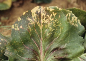 En algunos casos, los anillos y el color amarillento de los nervios indican la presencia del <b><i>Alfalfa mosaic virus</i></b>, (AMV) en ensaladas.