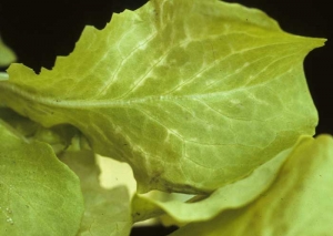 En esta hoja de lechuga joven, hay un color amarillento de la hoja a partir de las venas. <b> Fitotoxicidad </b> 