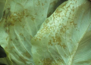 En la parte inferior de la lámina de la hoja, estos cambios son de grasa a húmeda y de color naranja. <b><i>Lettuce ring necrosis agent</i></b>, LRNA.