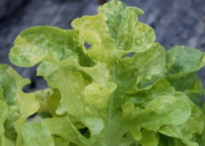 Las hojas están más o menos cubiertas con áreas irregulares de color verde claro a amarillo cremoso. Este síntoma puede resultar confuso con un dataset de mosaico. <b> Anomalía genética </b> 