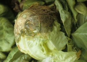 Podredumbre húmeda invadiendo la cabeza de una lechuga; un moho gris lo cubre parcialmente. <b> <i> Botrytis cinerea </i> </b> 