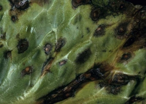 En esta hoja de ensalada, las manchas de color marrón oscuro causadas por <b> <i> Alternaria cichorii </i> </b>