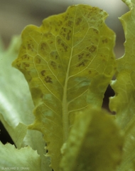 La pulverización de un herbicida cayó más o menos regularmente sobre esta ensalada joven. Varias irregularidades, marrones e interveinales, aparecen gradualmente en una de sus hojas. <b> Fitotoxicidad </b> 