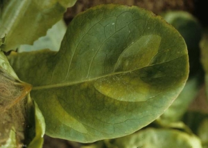 En esta hoja, podemos ver claramente el posible desarrollo de manchas de tizón tardío en plántulas jóvenes. Inicialmente son de color verde pálido, luego gradualmente adquieren un tinte amarillo. También hay un discreto plumón blanco en la superficie de la hoja. Su contorno está generalmente delimitado por las nervaduras. <b> <i> Bremia lactucae </i> </b> (mildiú de la ensalada).