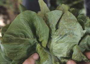 En estas hojas de la copa de una lechuga, se pueden distinguir fácilmente alteraciones interveinales alargadas, de color naranja en el envés del limbo (hoja derecha). Este último está ligeramente ampollado en la parte superior (hoja izquierda). <b> Daño por escarcha </b> 