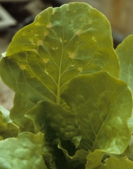 Algunas lesiones cloróticas que rápidamente se vuelven necróticas se desarrollan cerca de las nervaduras de esta hoja de lechuga. <b> Fitotoxicidad </b> 