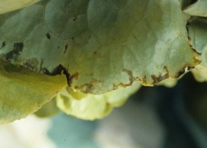 Las lesiones húmedas y translúcidas se oscurecen y se extienden gradualmente a la periferia de esta hoja de lechuga, tanto más si persiste la humedad ambiental. Estos síntomas pueden ocurrir como resultado de un daño por "quemaduras en la punta" en el que las bacterias pueden asentarse. <b> <i> Pseudomonas </i> spp. </b> 