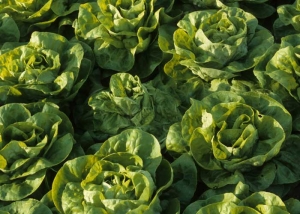 La lechuga comienza a marchitarse en medio de ensaladas turgentes.