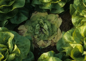 La lechuga comienza a marchitarse en medio de ensaladas turgentes.