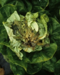 Si se observa amarillamiento, marchitez de las hojas y / o enanismo de las plantas, es necesario observar con atención el collar ...