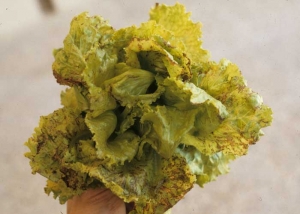 Las hojas de esta batavia están más o menos cubiertas de alteraciones interveinales necróticas y marrones.  Algunas hojas de la corona comienzan a secarse por completo.  Complejo de <b><i>Lettuce mosaic virus</i></b>, LMV y del <b><i>Cucumber mosaic virus</i></b>, CMV.