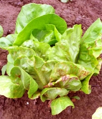 Los síntomas suelen ser más marcados después de períodos climáticos con temperaturas diurnas y nocturnas muy contrastantes.  Aparecen en las hojas una coloración amarillenta del limbo foliar y cambios necróticos, localizados o en parches. <b><i>Cucumber mosaic virus</i></b>, (CMV).