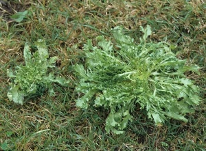 Varios microorganismos parásitos transmitidos por el suelo, al alterar el sistema de raíces de la lechuga, interrumpen su crecimiento.  Este es el caso de la achicoria rizada ubicada a la izquierda, cuyo sistema radicular es fuertemente atacado por <b> <i> Thielaviopsis basicola </i> </b>