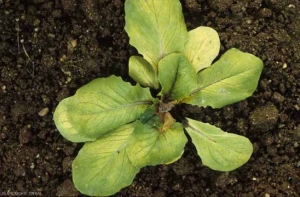 Una condición necrótica, de color beige a marrón claro, se desarrolló en una hoja joven en contacto con el suelo.  Posteriormente, ganó varias hojas y la corona de esta lechuga joven.  Un moho gris es visible en ciertas partes del tejido dañado.  <b> <i> Botrytis cinerea </i> </b> (moho gris)