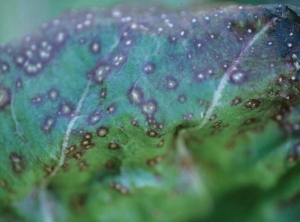 En última instancia, las manchas foliares causadas por <b> <i> Alternaria cichorii </i> </b> necrotizan y adelgazan <b> <i> Alternaria cichorii </i> </b> (alternaria)