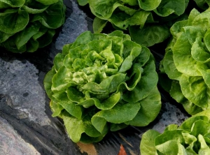 Una mirada más cercana a la ensalada afectada por el <b><i>Mirafiori lettuce big-vein virus</i></b> (MLBVV) revela que las venas de algunas de sus hojas parecen más gruesas.