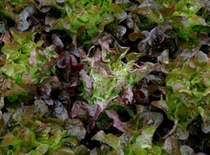 Los síntomas de la vena grande son idénticos en la lechuga de hoja de roble rojo. <b><i>Mirafiori lettuce big-vein virus</i></b> (MLBVV).