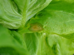 Esta mancha causada por <b> <i> Botrytis cinerea </i> </b> es húmeda, de color beige a marrón.  (moho gris).