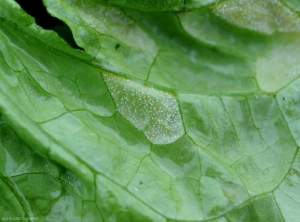 La esporulación de <b> <i> Bremia lactucae </i> </b> es claramente visible debajo de esta hoja de ensalada.  (mildiú de la ensalada).