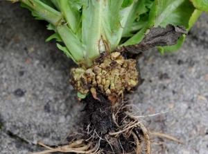 Proliferación de raíces en el cuello de una ensalada ligada a la fitotoxicidad por un herbicida.  (lesiones químicas)