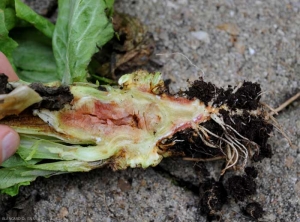 Corte transversal de una ensalada afectada por fitotoxicidad.  El interior del tallo, incluso de la raíz principal, es marrón y necrótico.  <b> Fitotoxicidad </b> (lesiones químicas)