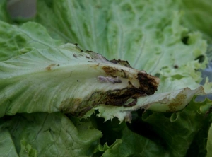 Se ha formado pseudoesclerotia en la nervadura central de esta hoja de ensalada.  <b> <i> Thanatephorus cucumeris </i> </b> (<i> Rhizoctonia solani </i>).