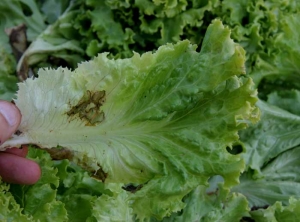 Hoja de lechuga atacada por <b> <i> Thanatephorus cucumeris </i> </b> (<i> Rhizoctonia solani </i>, podredumbre basal, podredumbre del fondo)