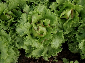 <b> Necrosis marginal </b> (quemadura en la punta) en esta planta de ensalada 