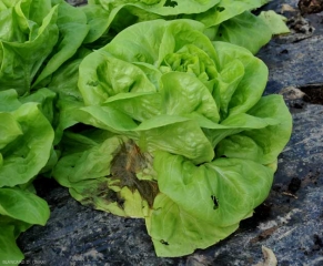 Una podredumbre húmeda se está asentando en las hojas inferiores de esta lechuga.  <b> <i> Botrytis cinerea </i> </b> (moho gris) <i> <b> Botrytis cinerea </b> </i> (moho gris, moho gris)