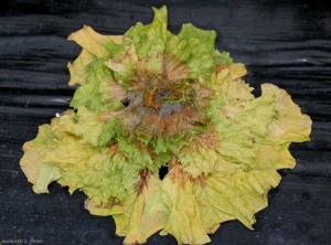 <b> <i> Botrytis cinerea </i> </b> está invadiendo esta ensalada marchita (etapa 1).  (moho gris).